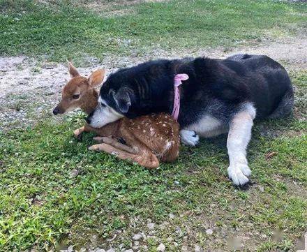 狗狗偷跑进森林，回来时居然带了个鹿宝宝