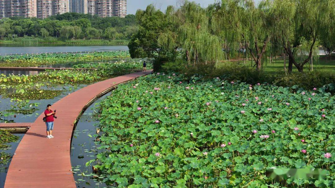 【航拍港城】立秋赏荷正当时_荷花_天气_张家港