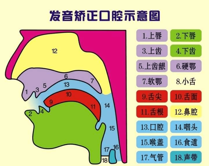 舌尖后音则要求我们用舌尖抵住或接近硬腭前部来构成阻碍成音;这个