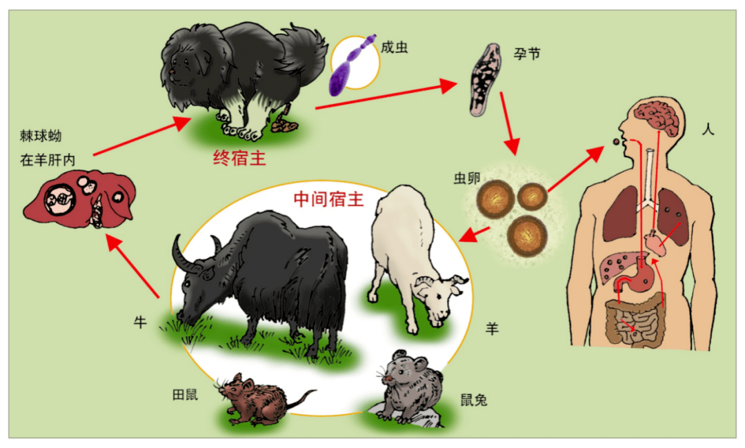 预防包虫病手抄报内容图片