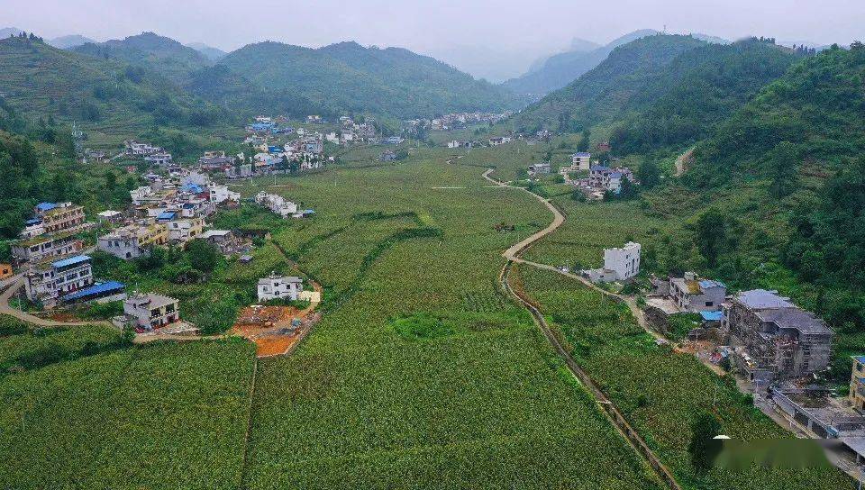 茅坝镇打响高粱收割"准备仗"_收割机_产量_丰产