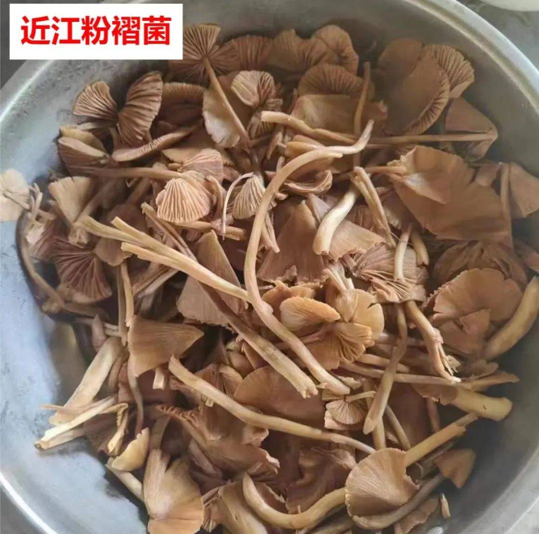 勐宋粉褶菌图片