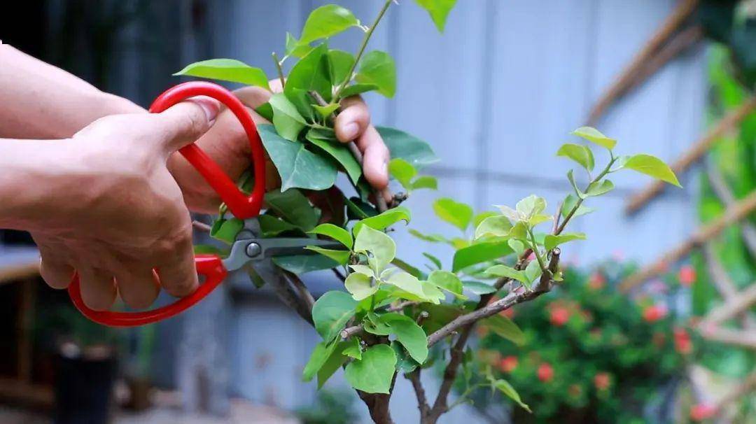 三角梅夏天开花后,做好4个"不",秋天继续开爆盆!_枝条_修剪_肥料