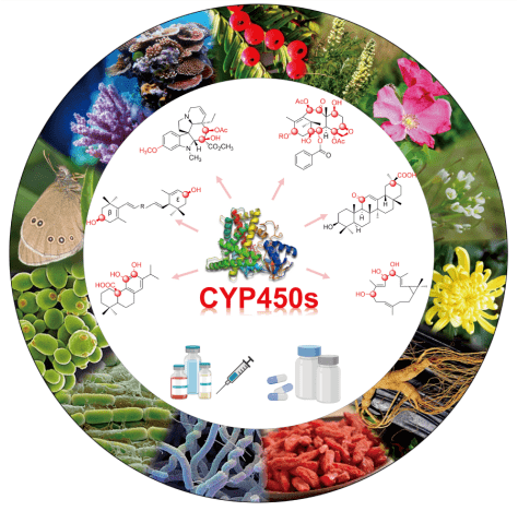 近日,华东理工大学的郁惠蕾教授团队和中科院有机所的洪然教授,湖北