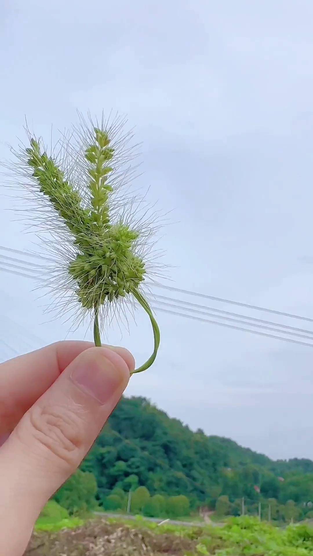 狗尾巴草手工 幼儿园手工 亲子手工