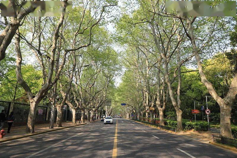 "劝架人"化解"树牌"矛盾后,来看现场效果～_道路_行道树_绿化