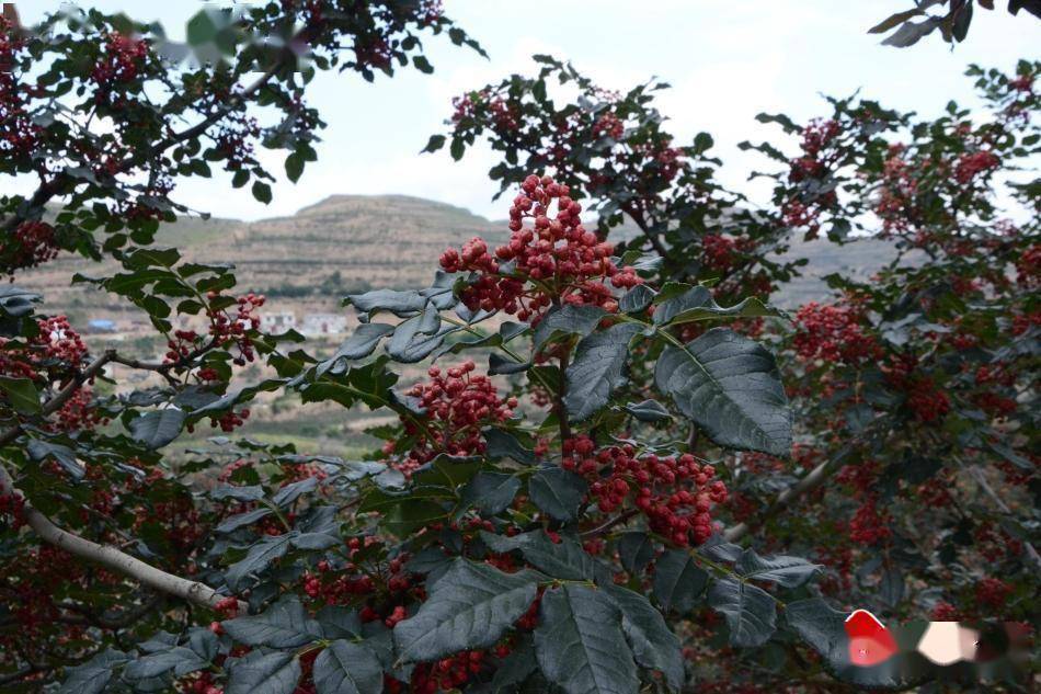 甘谷:延伸花椒产业链 奏响富民"椒"响曲_六峰镇_交易_加工