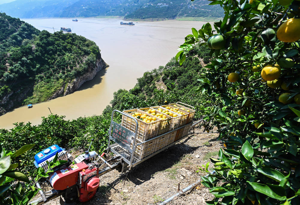 湖北秭归:柑橘收获转运忙_泄滩乡_郑家裕_新华社