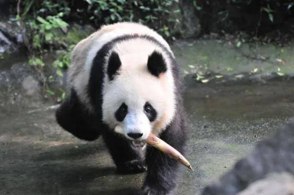 大熊猫“春生”“香果”抵达杭州动物园 攻略先收藏好