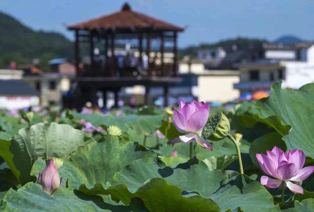 音乐美食8月12日与"荷花"来一场约会吧彝族火把节8月10日15:00鹄山镇