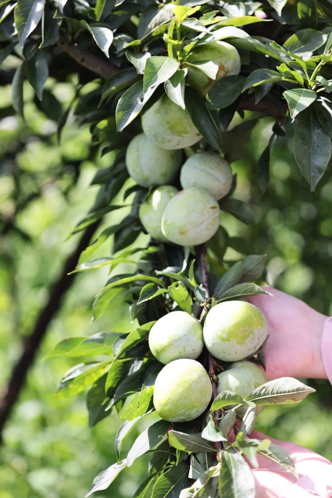 黑麋峰初秋水果采摘攻略收好喽～(文末附路线推荐)_猕猴桃_水蜜桃