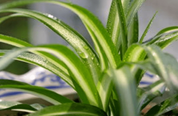 植物风水知识 家居风水植物有_客厅旺运植物_龙血树养护方法