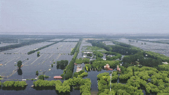直击西青区辛口镇东淀蓄滞洪区8月11日实况!_河道_行洪_水位
