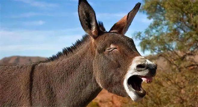 刘亮程:像驴一样大叫