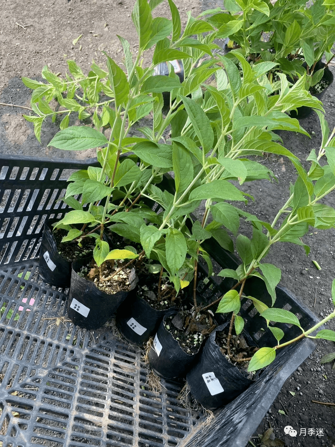 圆锥绣球 | 花园里的夏日精灵,秋天的"变色龙"_修剪_温度_品种