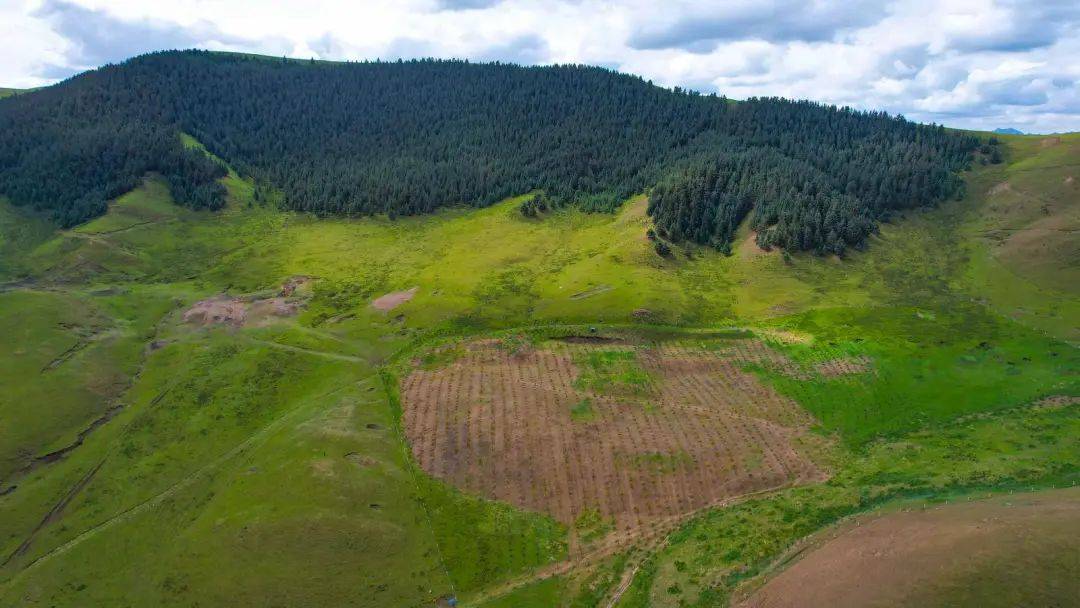 守护祁连山生态之绿——金昌持续推进祁连山环境保护和生态修复纪实