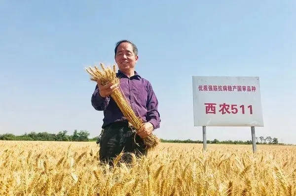 杨凌:万人发明专利拥有量位居全省第二_陕西省_农作物_小麦