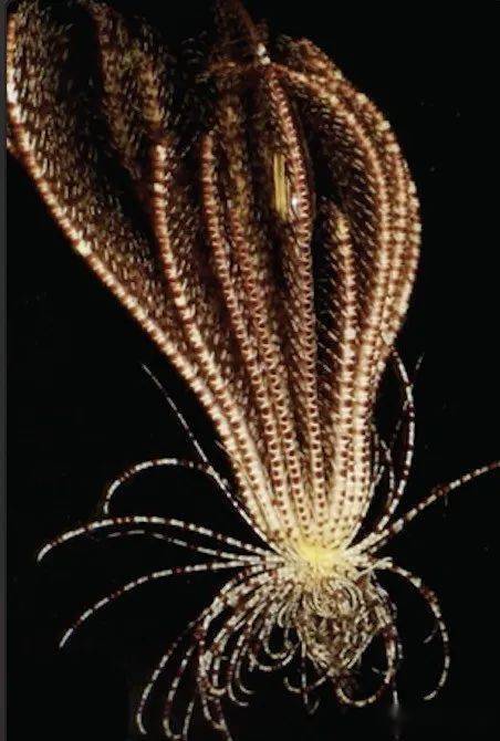 科学家在南极发现有20只触手"海怪",这史前生物般的诡异画风啊.