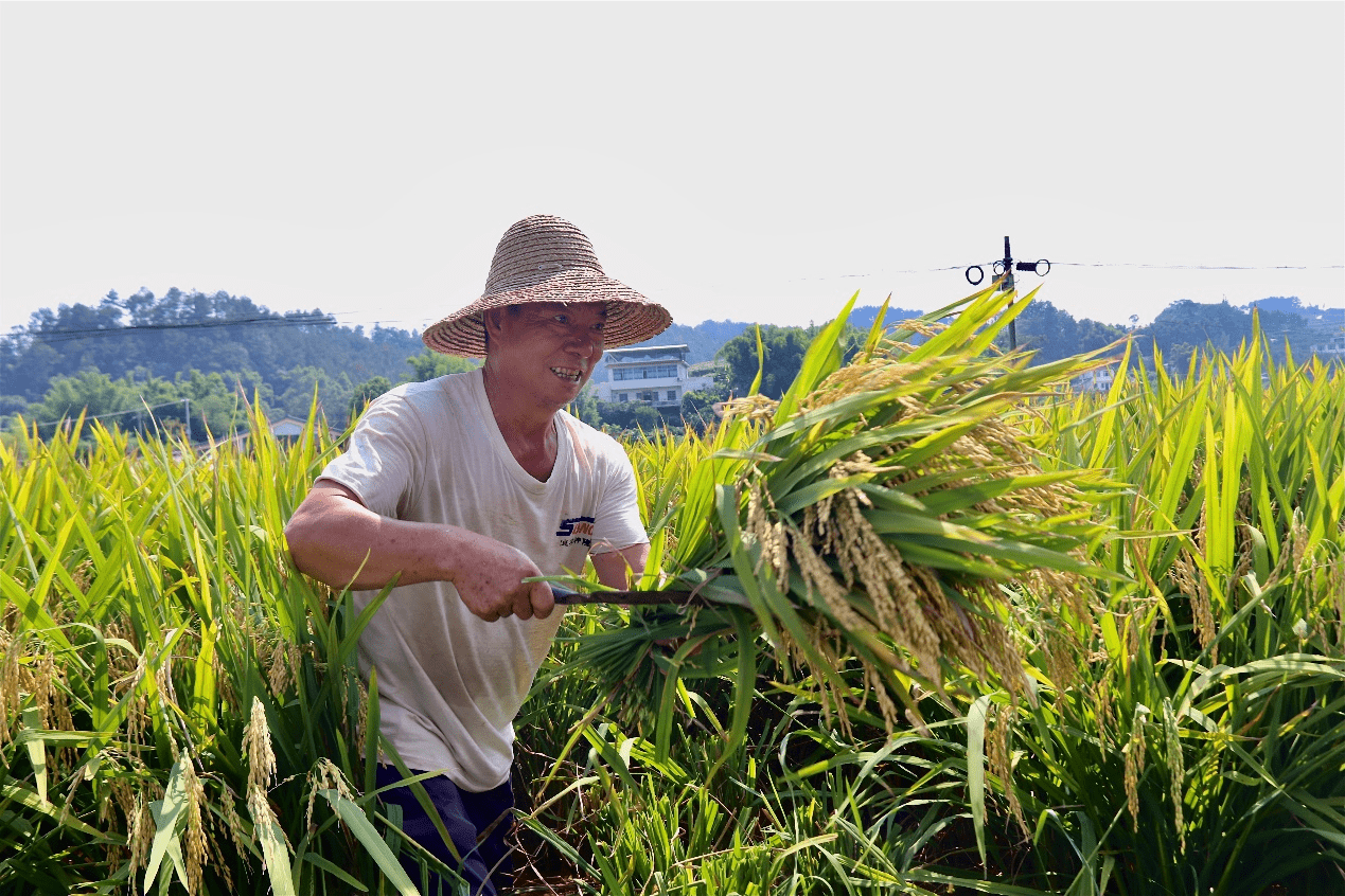 宜宾翠屏:早稻开镰测产田亩产达738公斤_李端镇_水稻_翠屏区