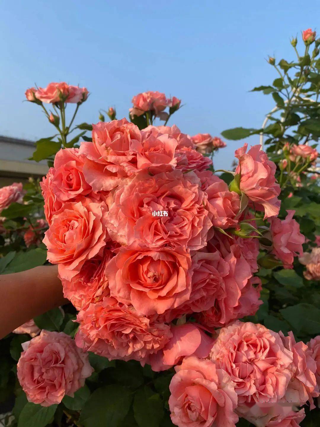2023最美月季大合集,你被哪棵惊艳到了～_阳台_浙江_时间