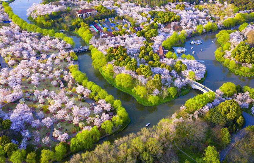 顧村公園四季如畫,櫻花只是其中一畫!