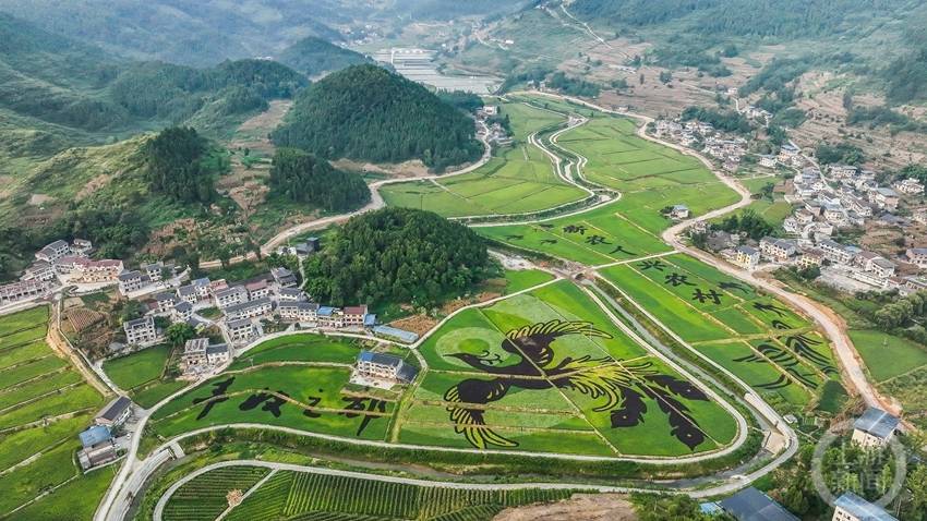 8月19日,丰都县包鸾镇花地堡村,改造后的高标准彩色稻田呈现一片丰收