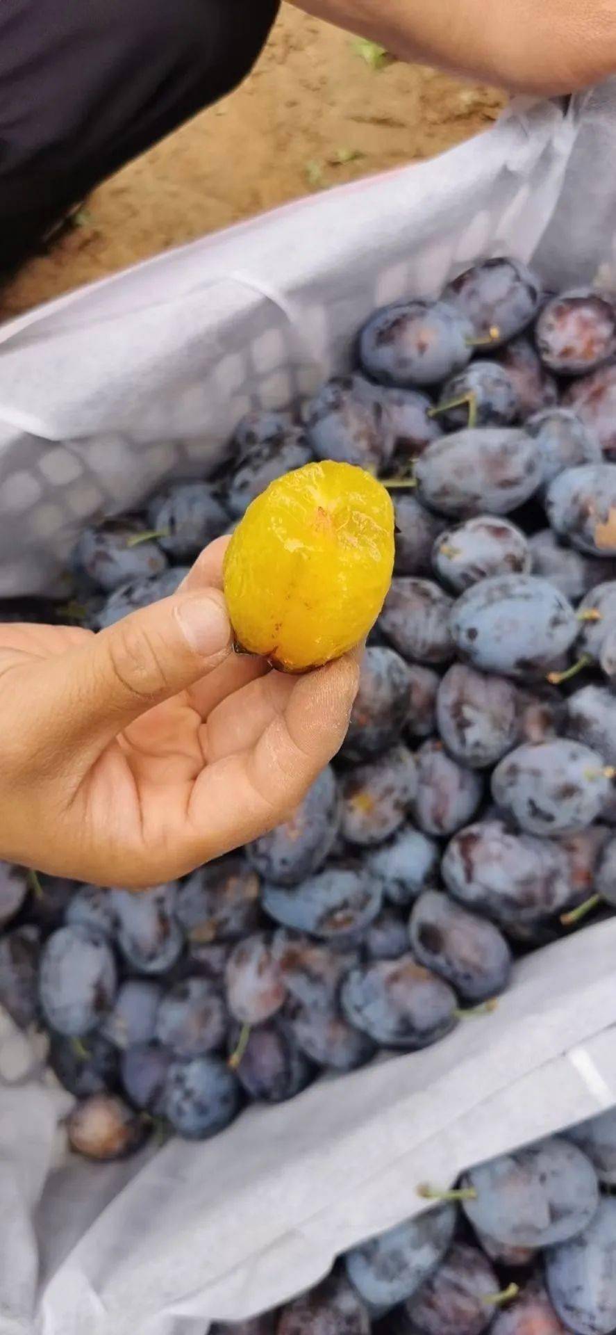 现摘现发【山西·女神西梅】3斤29.9元!甜过车厘子,被称为肠道清道夫!