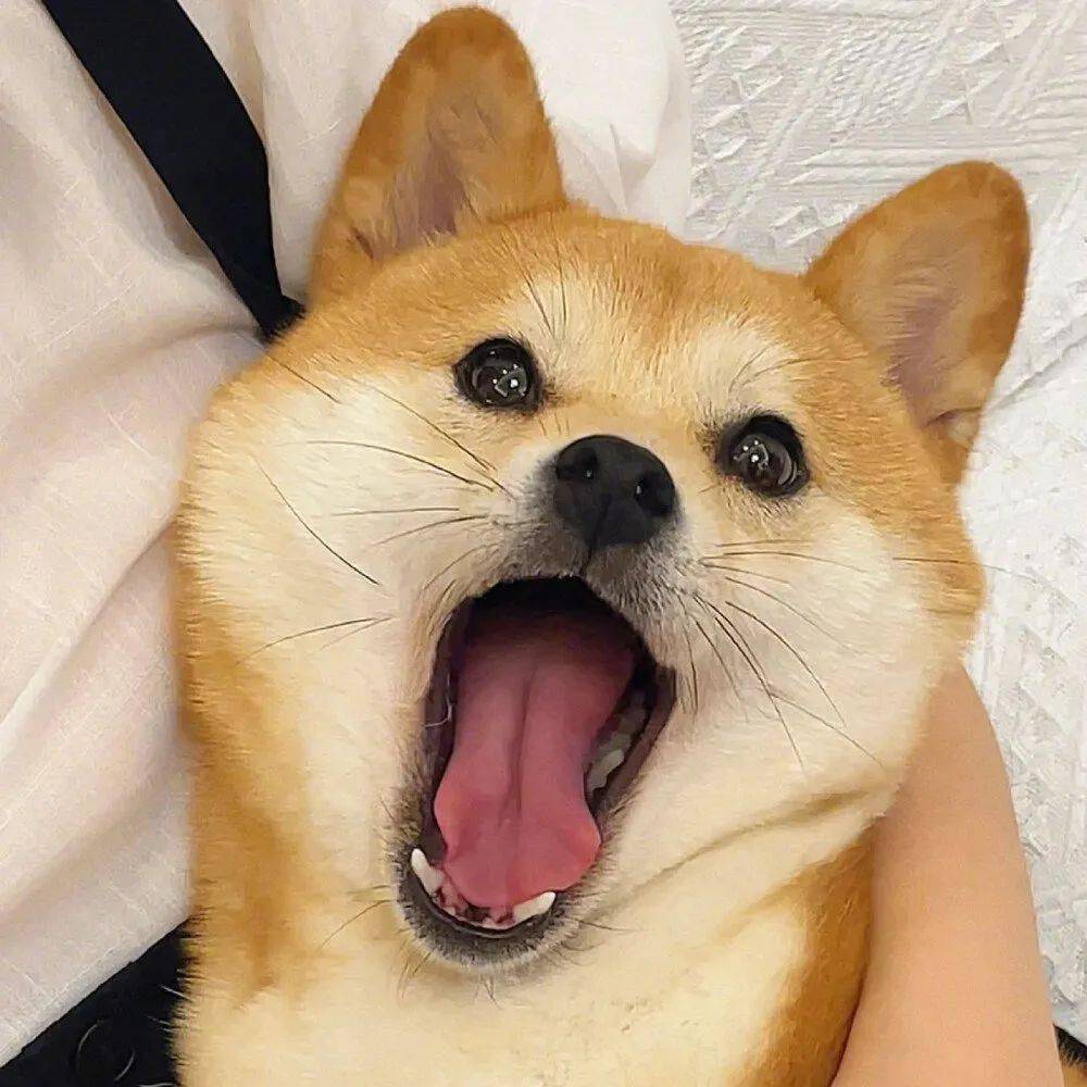 头像丨小众个性?搞笑头像