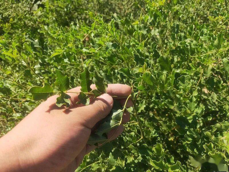 新疆阿勒泰地區紅皮甘草長勢良好_種植_福海縣_區域