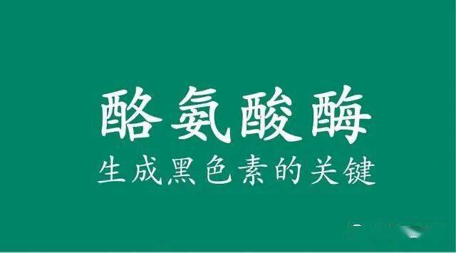 白发转黑如何从食物中补充酪氨酸酶?_合成_维生素_过程