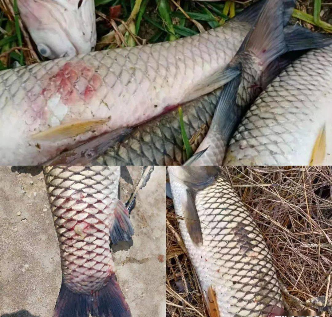 一场秋雨过后,草鱼烂尾烂身的主要原因及处理方法!_养殖_问题_后期