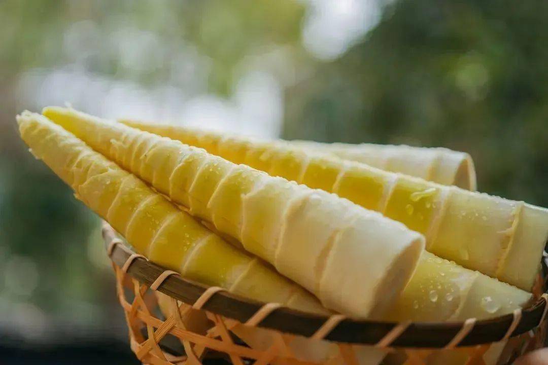 问政山贡笋_安徽省_徽州_徽菜