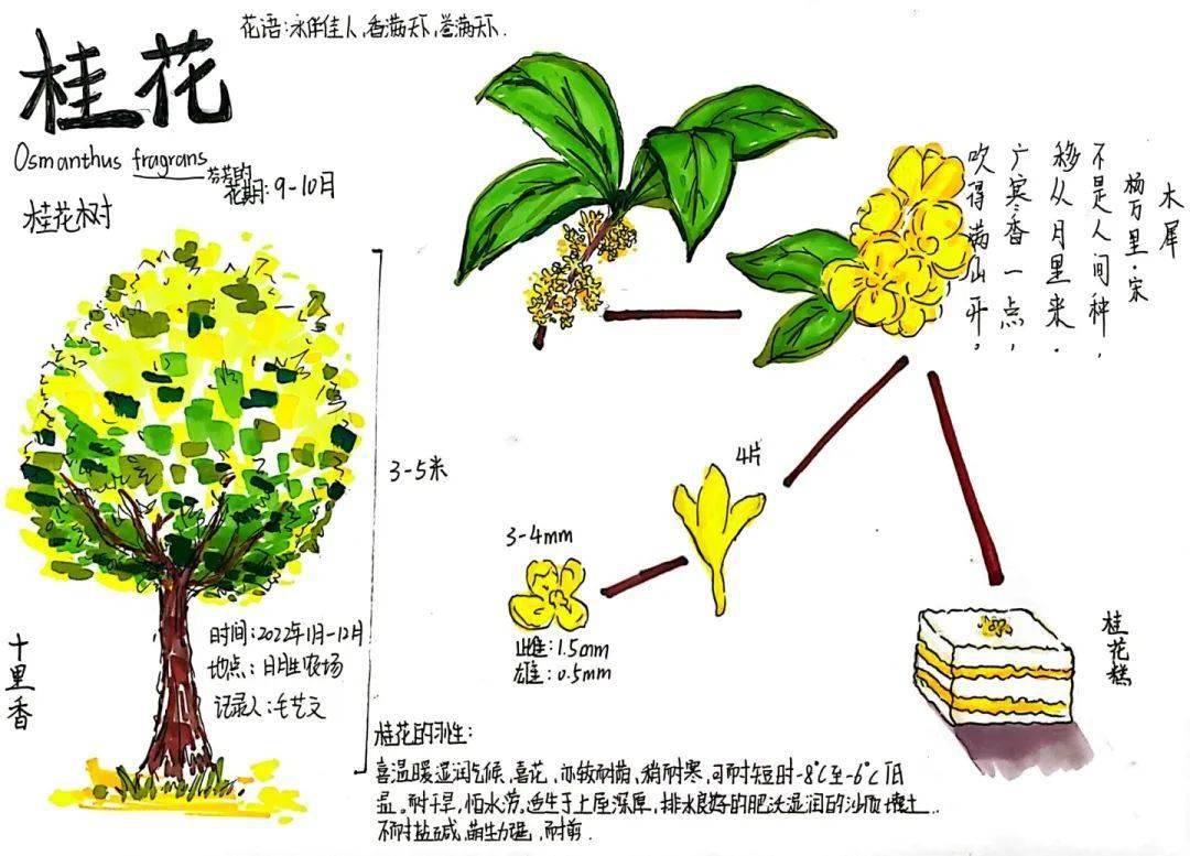 植物记录卡图片桂花图片