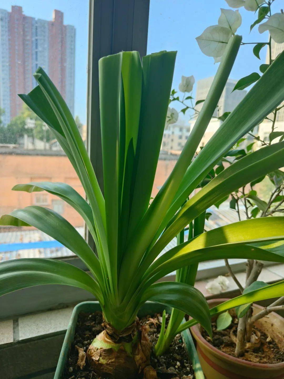 夏天的朱顶红叶子太长,要不要修剪?_休眠_开花_种球