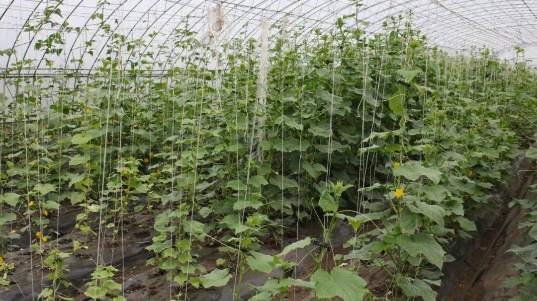 【产业富企】秋季来临沾河中心苗圃果蔬大棚喜获丰收_进行_工作_种植