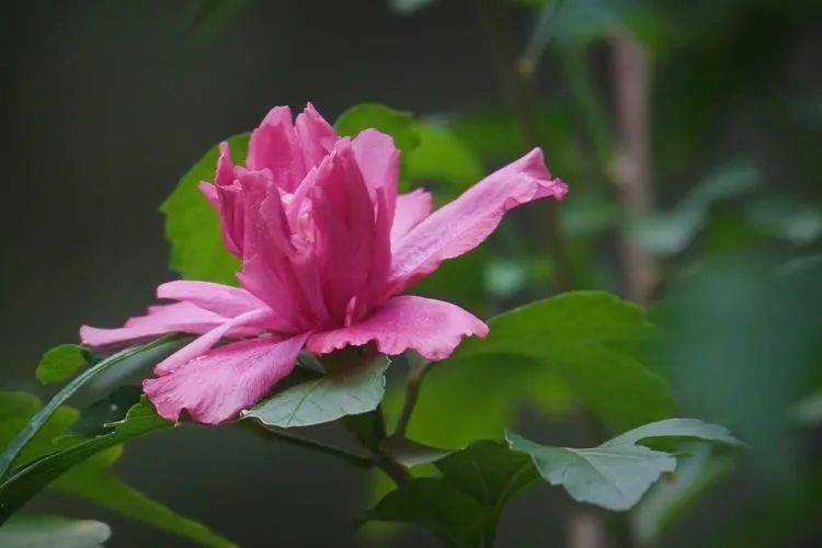 花卉摄影:秋瑾