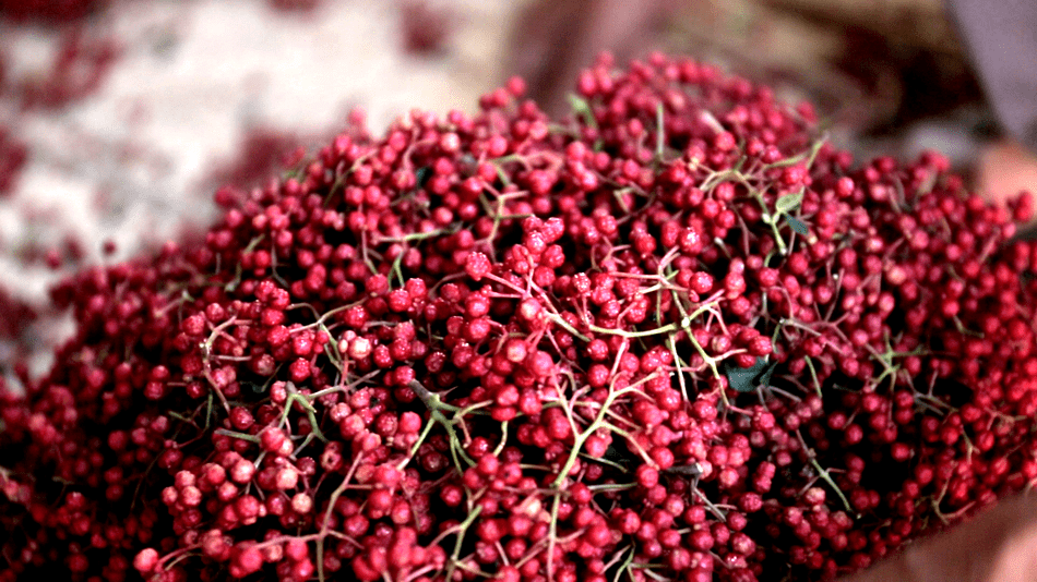 麦积区元龙镇:花椒丰收购销旺 浓郁椒香引客来