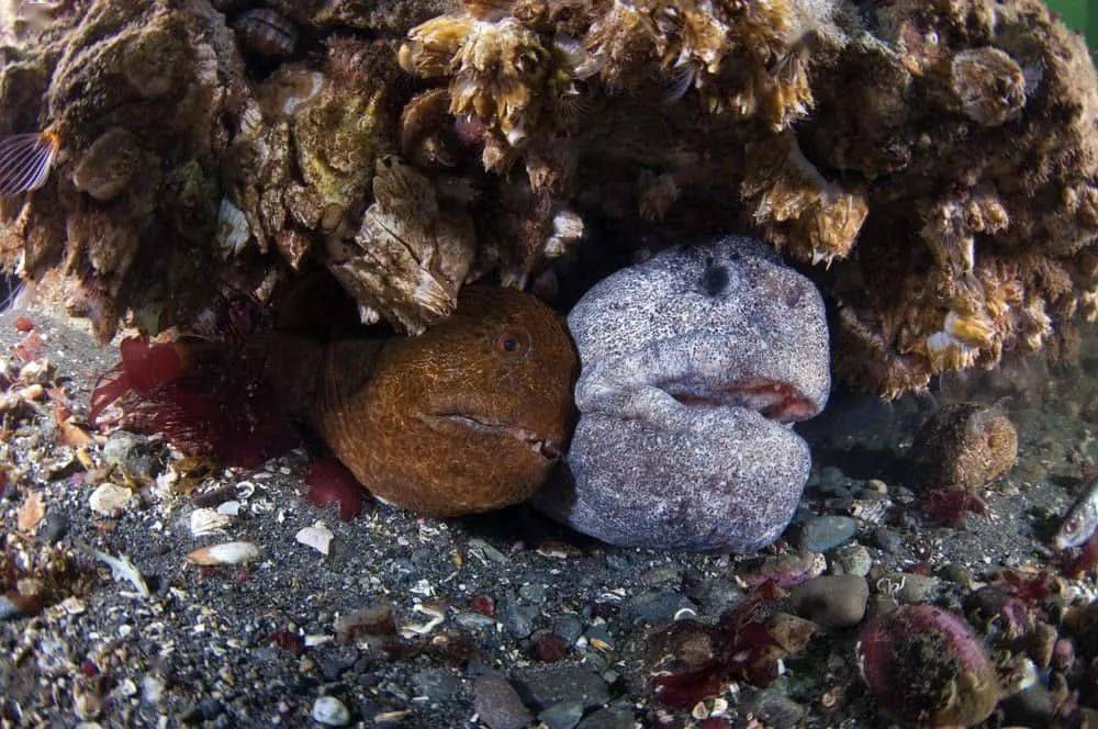 俄罗斯海岸惊现深海恐怖怪鱼