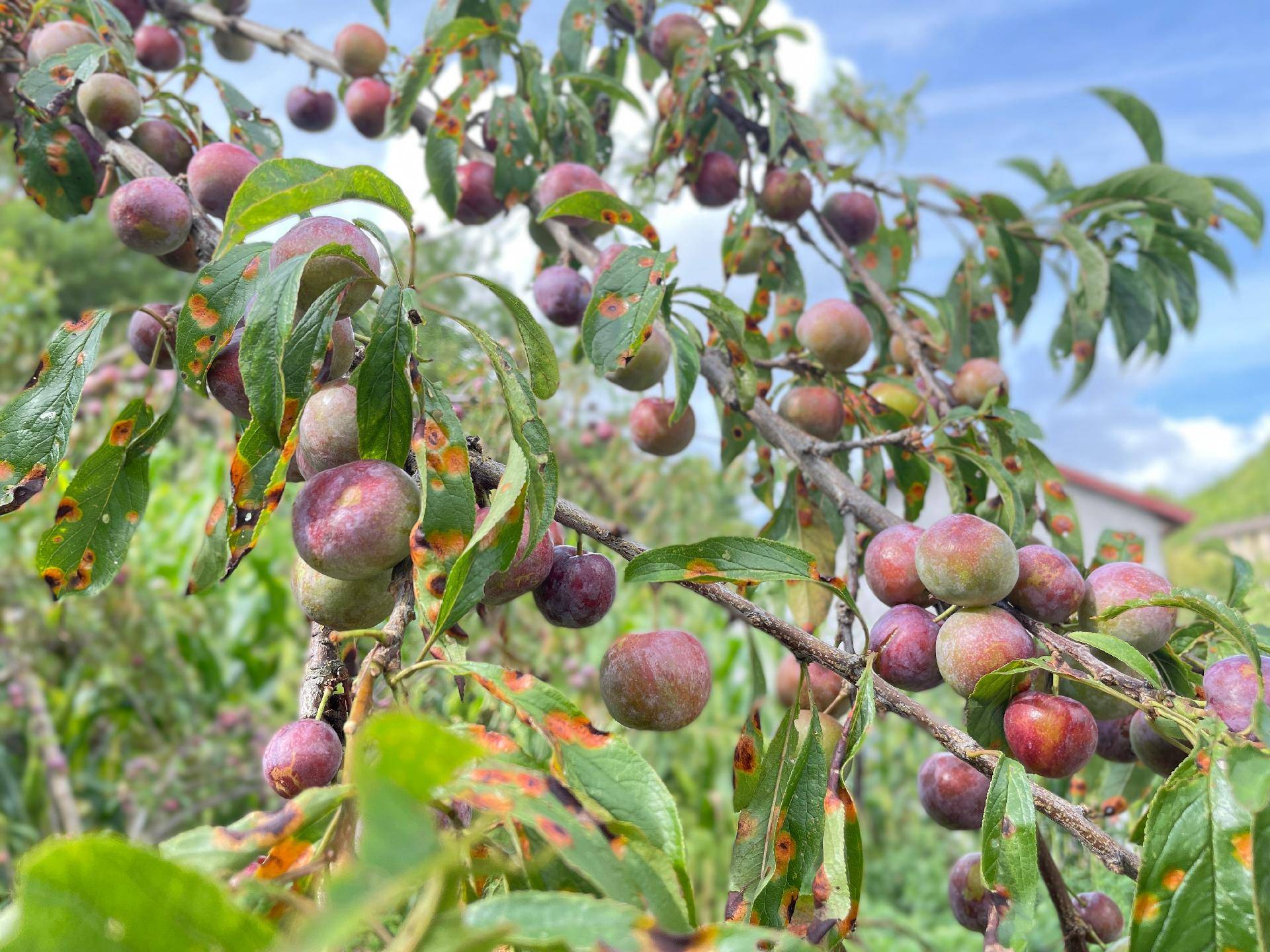 建始茅田:雪岩顶村的青红脆李熟了!_李树_果园_李子