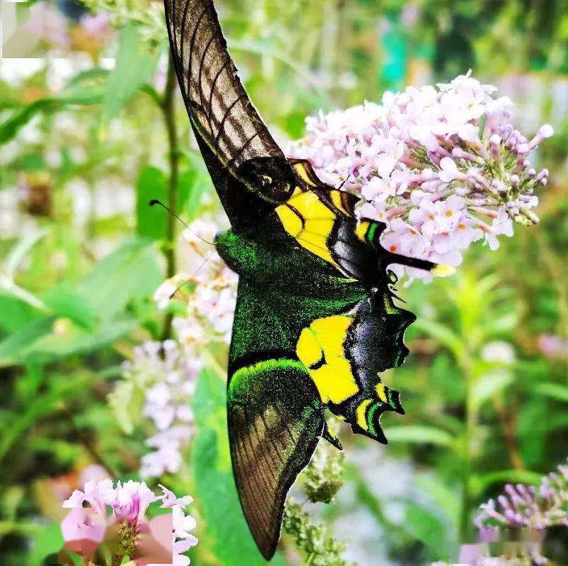 九万山首现世界八大名贵蝴蝶之金斑喙凤蝶