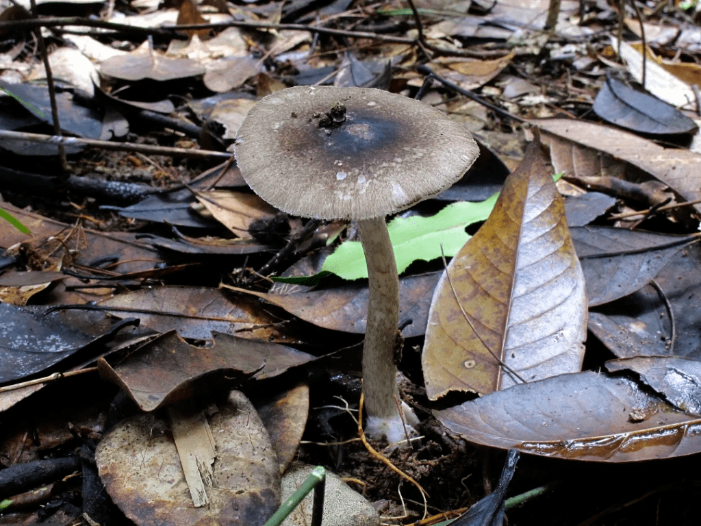 该菌与老百姓俗称的茅草菌,芝麻菌,伞把菇等蘑菇外观非常相似,从外观