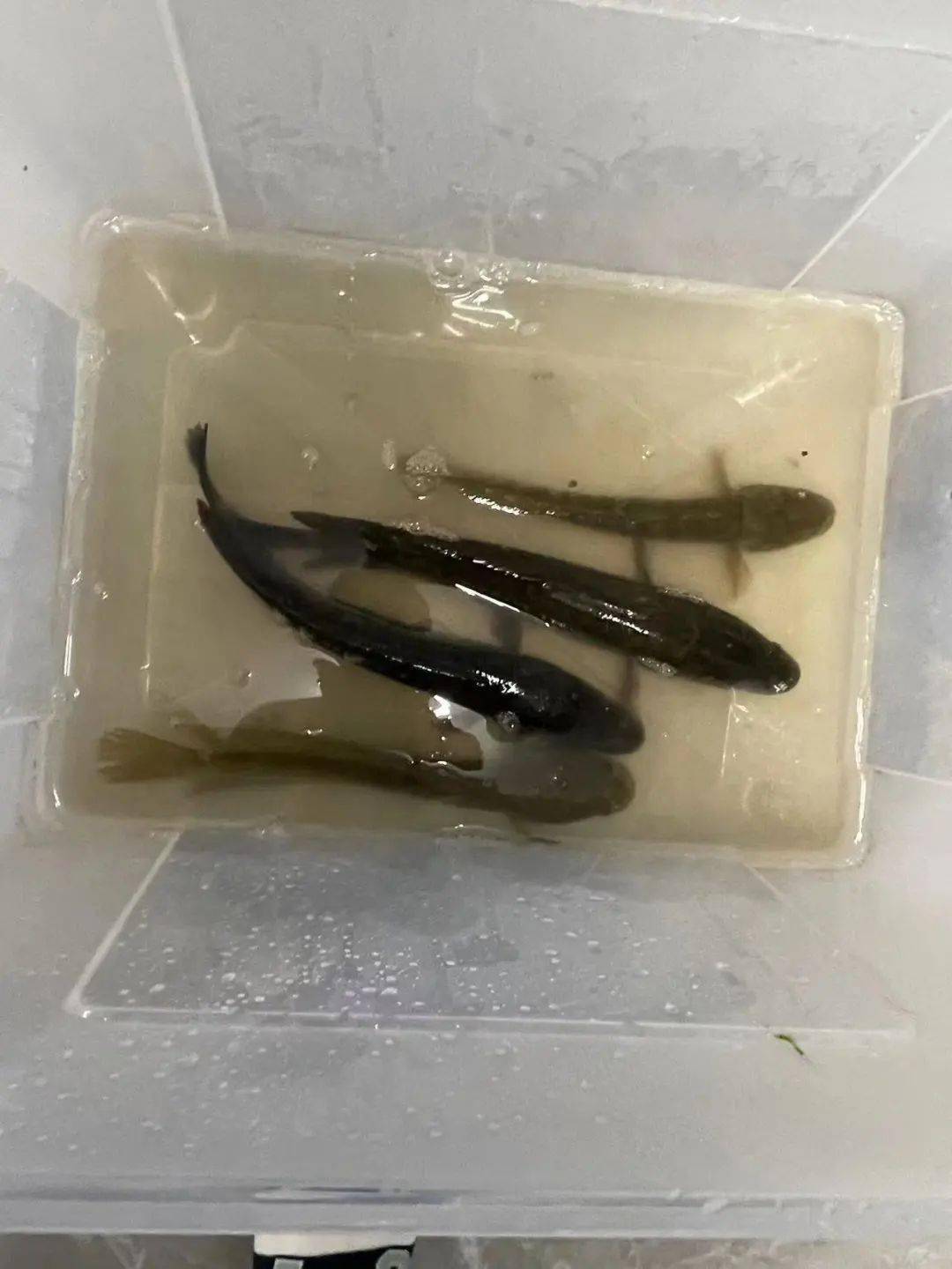 扬州小伙捉到两条"月鳢",颜色比黑鱼浅小吴是一个钓鱼爱好者,近日,他