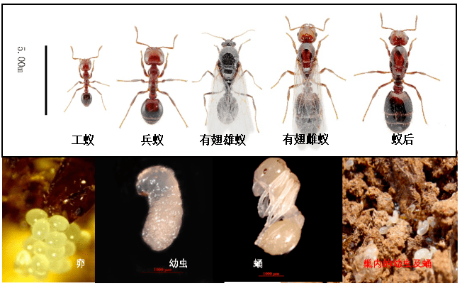 全深圳都有,广东常见,千万远离→