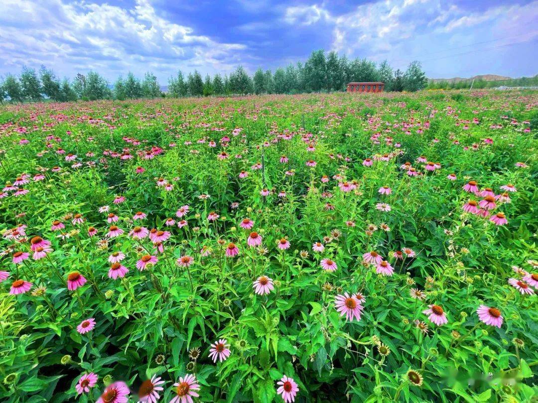 【白银文旅】大坪·凤园花海, 遇见一片盛开的秋天_微风_平台_权威