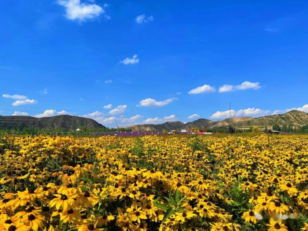 【白银文旅】大坪·凤园花海, 遇见一片盛开的秋天_微风_平台_权威