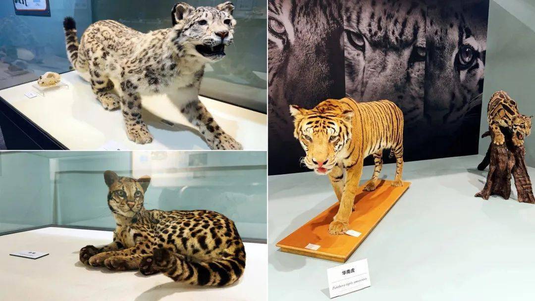 国家博物馆_展览_金鱼