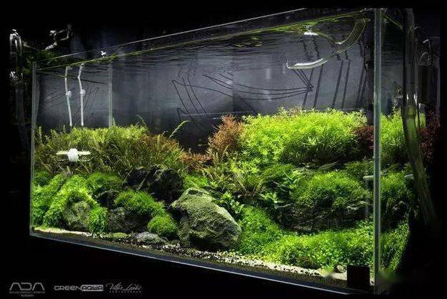 ada到底有什么不一样?天野尚草缸,自然水景缔造者!_title_造景_水草