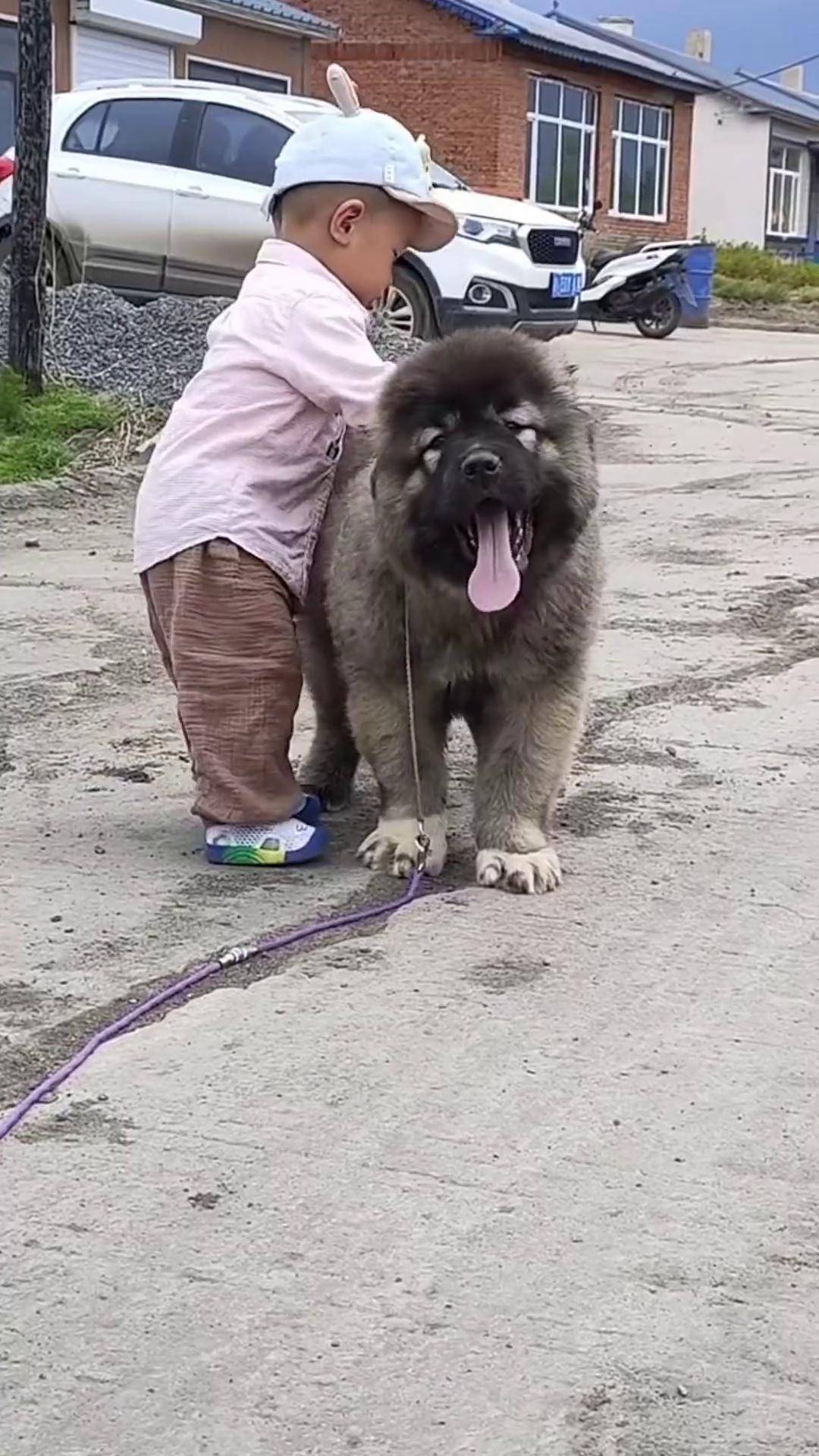 高加索犬 适合全国各地饲养 支持全国发货可视频选购 适合家养的