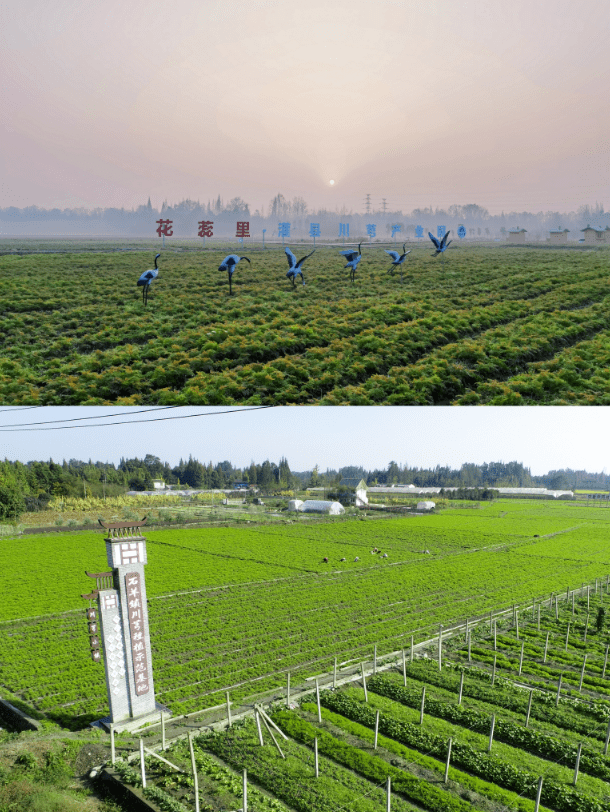 在都江堰,看见和美乡村——石羊镇_轮作_集体经济_文化