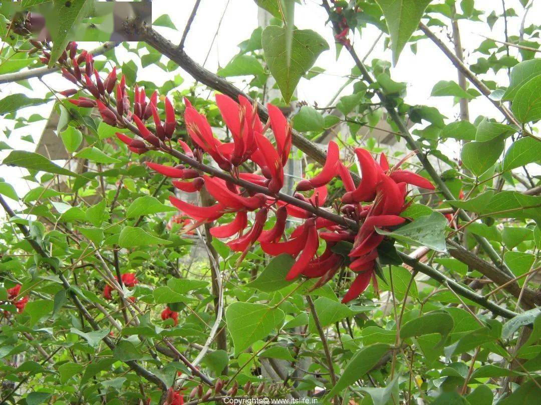 龙牙花花色鲜艳,细长如龙牙,花朵冲天开放,留下一条条鲜红色的印迹,此
